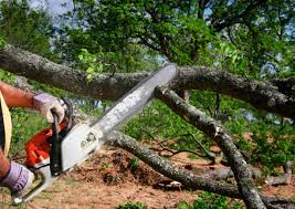 How Our Tree Care Process Works  in West Samoset, FL